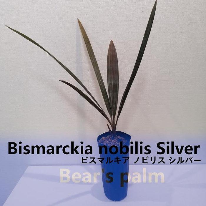 ビスマルキアノビリスシルバー Bismarckia nobilis Silver_栃木県大田原市生産品_Bear`s palm | ヤシ ビスマルキア ドライガーデン 植物 プラント 人気 おすすめ 送料無料