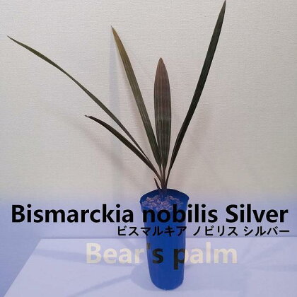 ビスマルキアノビリスシルバー　Bismarckia nobilis Silver_栃木県大田原市生産品_Bear‘s palm | ヤシ ビスマルキア ドライガーデン 植物 プラント 人気 おすすめ 送料無料