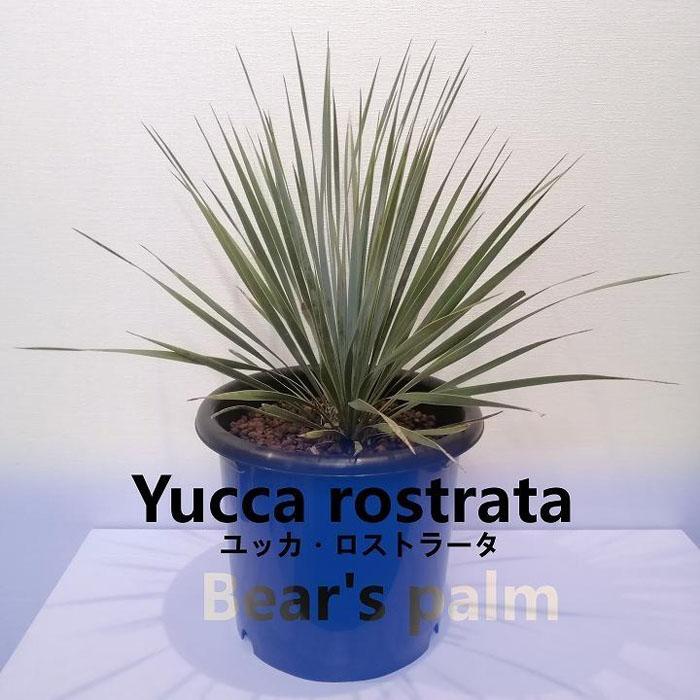 ユッカ・ロストラータ Yucca rostrata_栃木県大田原市生産品_Bear`s palm | ユッカロストラータ ドライガーデン 植物 プラント 人気 おすすめ 送料無料