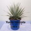 ڤդ뤵Ǽǡۥåȥ顼Yucca rostrata_ڸĸ_Bears palm | åȥ顼 ɥ饤ǥ ʪ ץ ͵  ̵