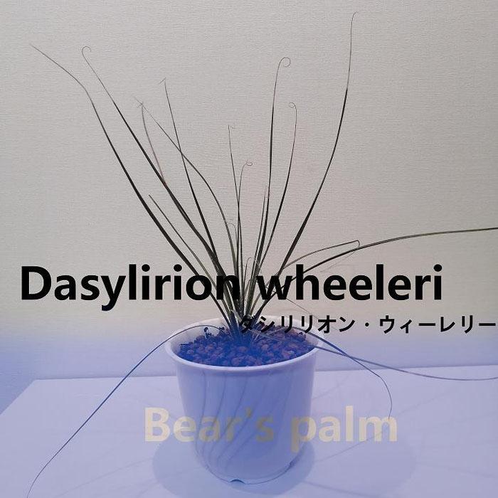 ダシリリオン・ウィーレリ Dasylirion wheeleri_栃木県大田原市生産品_Bear`s palm | ダシリリオンウィーレリ ドライガーデン 植物 プラント 人気 おすすめ 送料無料