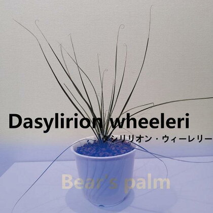 ダシリリオン・ウィーレリ　Dasylirion wheeleri_栃木県大田原市生産品_Bear‘s palm | ダシリリオンウィーレリ ドライガーデン 植物 プラント 人気 おすすめ 送料無料