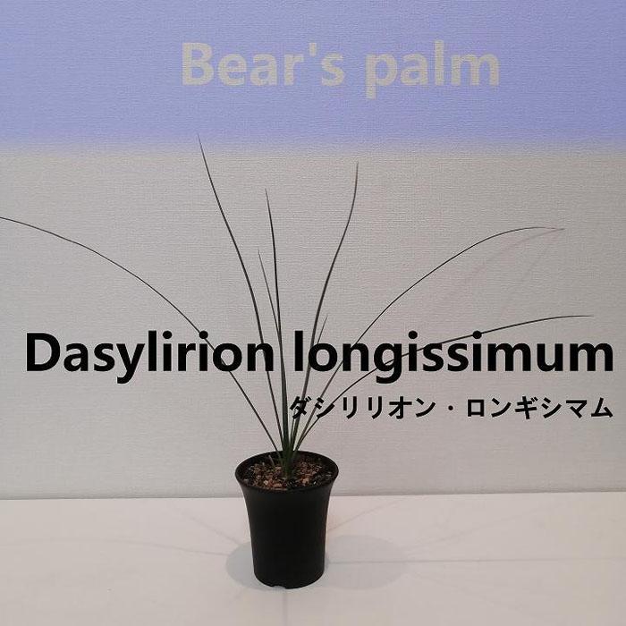 【ふるさと納税】ダシリリオン・ロンギシマム　Dasylirion longissimum_栃木県大田原市生産品_Bear‘s palm | ダシリリオンロンギシマム ドライガーデン 植物 プラント 人気 おすすめ 送料無料