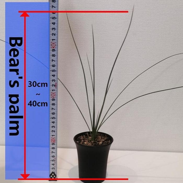 【ふるさと納税】ダシリリオン・ロンギシマム　Dasylirion longissimum_栃木県大田原市生産品_Bear‘s palm | ダシリリオンロンギシマム ドライガーデン 植物 プラント 人気 おすすめ 送料無料