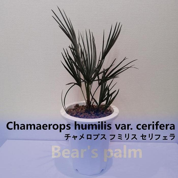 【ふるさと納税】チャメロプス フミリス セリフェラ　Chamaerops humilis var. cerifera_栃木県大田原市生産品_Bear‘s palm | ヤシ　チャメロプスフミリスセリフェラ ドライガーデン 植物 プラント 人気 おすすめ 送料無料