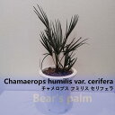 ヤシ 【ふるさと納税】チャメロプス フミリス セリフェラ　Chamaerops humilis var. cerifera_栃木県大田原市生産品_Bear‘s palm | ヤシ　チャメロプスフミリスセリフェラ ドライガーデン 植物 プラント 人気 おすすめ 送料無料