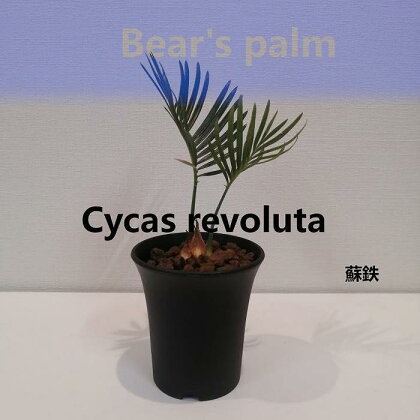 蘇鉄　Cycas revoluta_栃木県大田原市生産品_Bear‘s palm | 植物 プラント 人気 おすすめ 送料無料