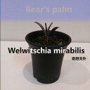 【ふるさと納税】奇想天外　Welwitschia mirabilis_栃
