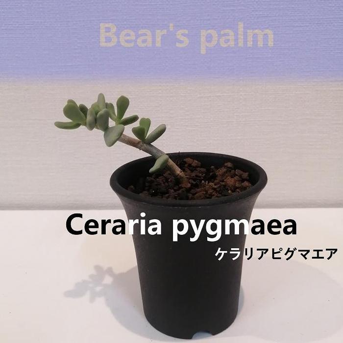 ケラリアピグマエア挿し木 Ceraria pygmaea_栃木県大田原市生産品_Bear`s palm | 植物 プラント 人気 おすすめ 送料無料