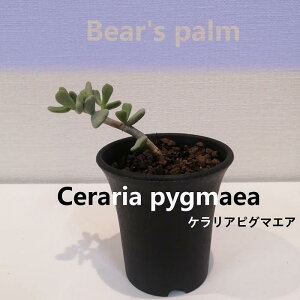 ڤդ뤵ǼǡۥꥢԥޥޤڡCeraria pygmaea_ڸĸ_Bears palm | ʪ ץ ͵  ̵