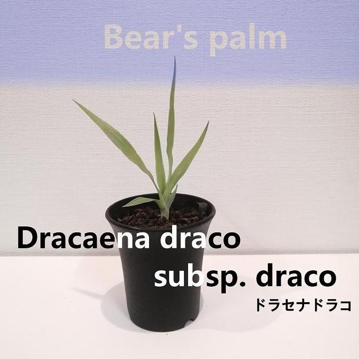 17位! 口コミ数「0件」評価「0」ドラセナドラコ　Dracaena draco subsp.draco_栃木県大田原市生産品_Bear‘s palm | 植物 プラント 人気･･･ 