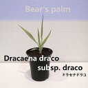 【ふるさと納税】ドラセナドラコ　Dracaena draco sub