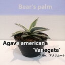 【ふるさと納税】アガベアメリカーナ Agave americana Variegata_栃木県大田原市生産品_Bear‘s palm 植物 プラント 人気 おすすめ 送料無料