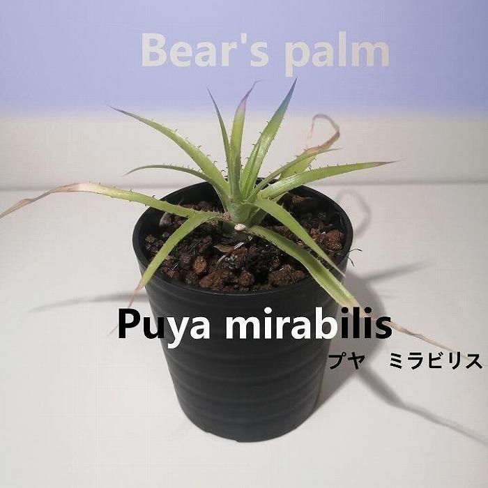 【ふるさと納税】プヤ・ミラビリス　Puya mirabilis_栃木県大田原市生産品_Bear‘s palm | プヤ　ミラビリス 植物 プラント 人気 おすすめ 送料無料