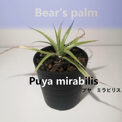 楽天ふるさと納税　【ふるさと納税】プヤ・ミラビリス　Puya mirabilis_栃木県大田原市生産品_Bear‘s palm | プヤ　ミラビリス 植物 プラント 人気 おすすめ 送料無料