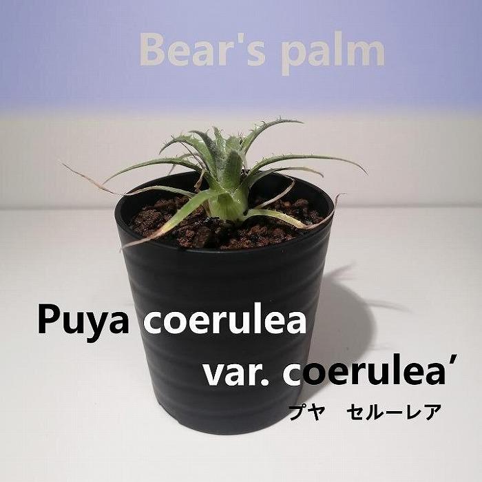 プヤ・セルーレア puya coerulea var. coerulea_栃木県大田原市生産品_Bear`s palm | プヤ セルーレア 植物 プラント 人気 おすすめ 送料無料