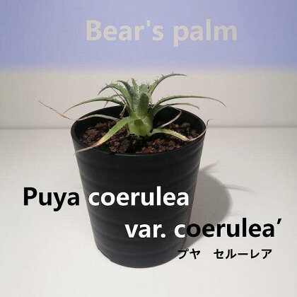 プヤ・セルーレア　puya coerulea var. coerulea_栃木県大田原市生産品_Bear‘s palm | プヤ　セルーレア 植物 プラント 人気 おすすめ 送料無料