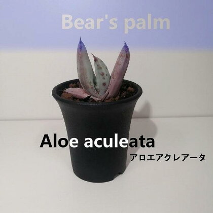 アロエ・アクレアータ　Aloe aculeata_栃木県大田原市生産品_Bear‘s palm | アロエ アクレアータ 植物 プラント 人気 おすすめ 送料無料