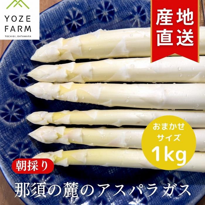 【ふるさと納税】【2025年4月発送】那須の麓の朝採りホワイトアスパラガス　おまかせサイズ　1kg | 野菜 やさい 食品 人気 おすすめ 送料無料のサムネイル