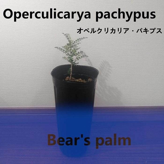 オペルクリカリアパキプス Operculicarya pachypus_栃木県大田原市生産品_Bear`s palm | 塊根植物 codex オペルクリカリアパキプス 植物 プラント 人気 おすすめ 送料無料