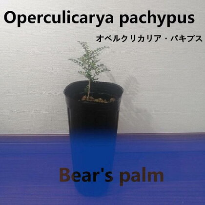 オペルクリカリアパキプス　Operculicarya pachypus_栃木県大田原市生産品_Bear‘s palm | 塊根植物 codex オペルクリカリアパキプス 植物 プラント 人気 おすすめ 送料無料