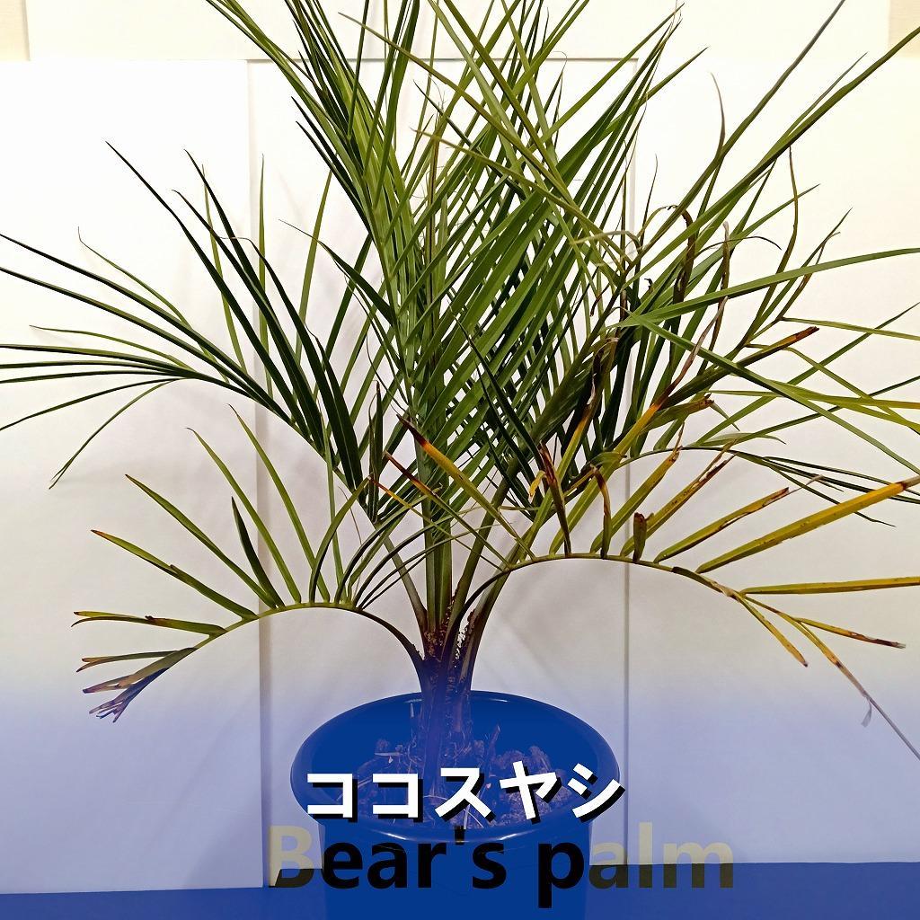 楽天市場】ココスヤシ シルバーの通販 楽天市場】ココスヤシ シルバーの通販