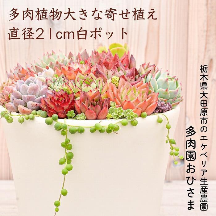 [多肉植物]大きな寄せ植え直径21cm白ポット