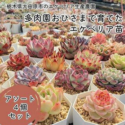 【多肉植物】エケベリア苗アソート4個セット