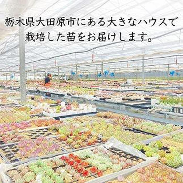 【ふるさと納税】【多肉植物】エケベリア苗アソート4個セット