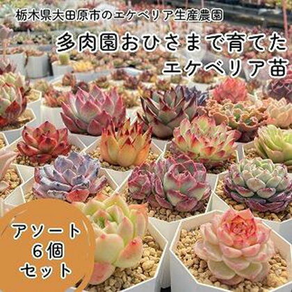 【多肉植物】エケベリア苗アソート6個セット