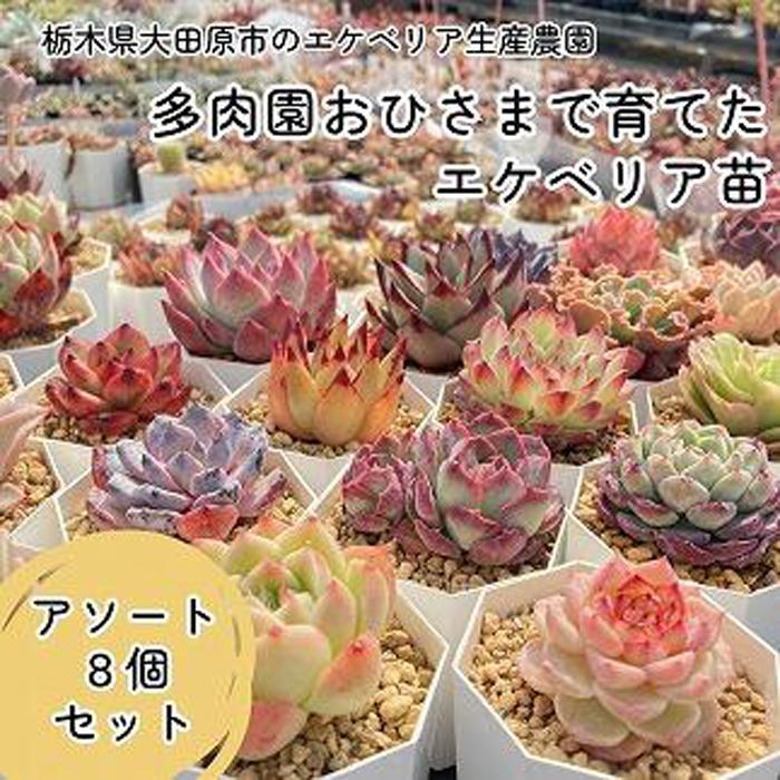 56位! 口コミ数「0件」評価「0」【多肉植物】エケベリア苗アソート8個セット