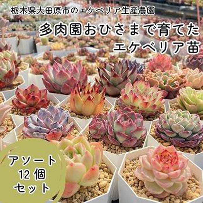 【ふるさと納税】【多肉植物】エケベリア苗アソート12個セット