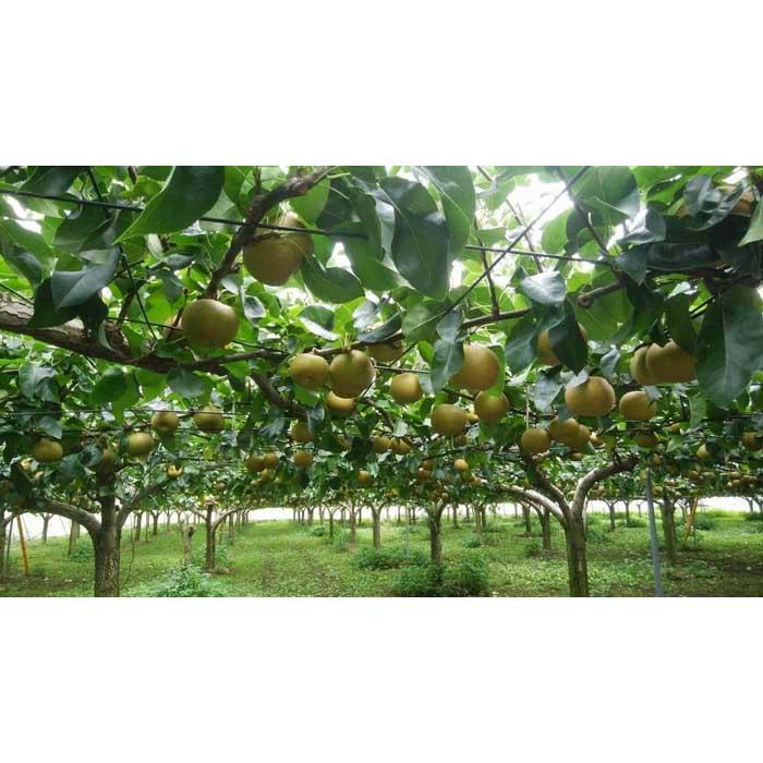 深澤果樹園さんの梨ギフト［あきづき］5kg | フルーツ 果物 くだもの 食品 人気 おすすめ 送料無料