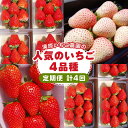 【ふるさと納税】【4カ月連続】栃木のいちご4品種 食べ比べ定期便<2025年12月から2026年3月までの期間で収穫・順次発送予定>|とちあいか とちおとめ ミルキーベリー スカイベリー いちご 苺 フルーツ 果物 アソート 産地直送 栃木県 矢板市