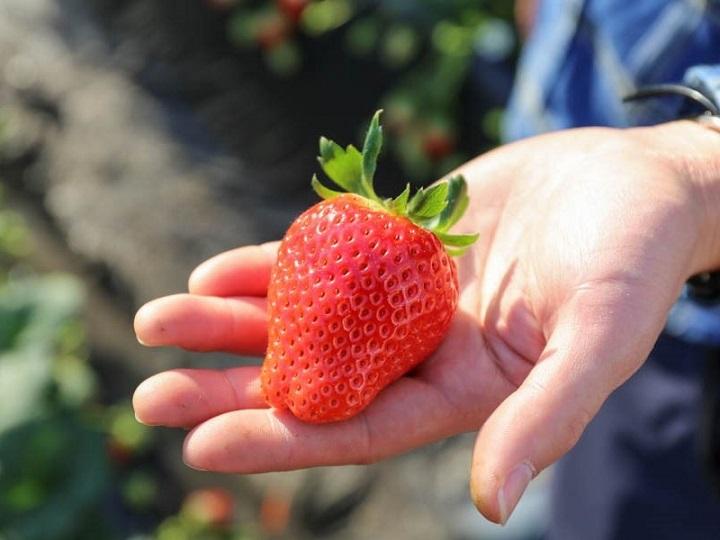 【ふるさと納税】[訳あり] 栃木のいちご4品種食べ比べセット【小玉ですが大容量1120g】｜とちあいか とちおとめ ミルキーベリー スカイベリー イチゴ 苺 フルーツ デザート 果物 農家直送 産直 矢板市産 [0538]