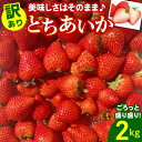 【ふるさと納税】訳あり ごろっと盛り盛りいちご『とちあいか』2000g|大容量 いちご イチゴ 苺 とちあいか フルーツ 果物 スイーツ 産地直送 栃木県産 矢...