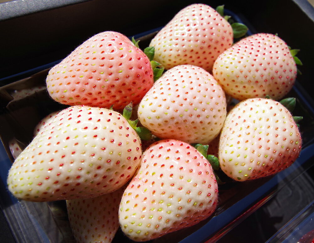 【ふるさと納税】栃木初の白いちご「ミルキーベリー」600g《12月下旬より順次発送》栃木県 矢板市 いちご 苺 フルーツ 果物 産地直送 [0208]のサムネイル