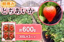 【ふるさと納税】 【先行予約】朝摘みとちあいか 300g×2パック<2025年12月中旬から2026年3月下旬にお届け>|期間限定 先行予約 とちあいか 朝採れ いちご イチゴ 苺 フルーツ 果物 産地直送 先行予約 栃木県 矢板市