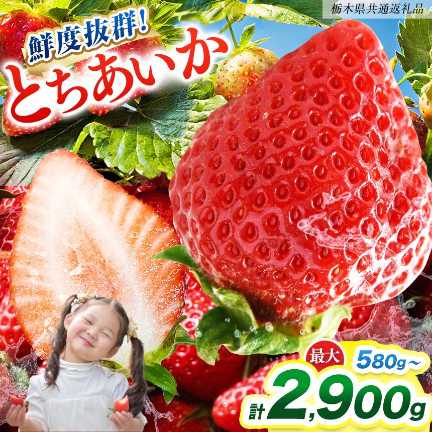 【ふるさと納税】[期間限定] [2026年1月より発送]【選べる内容量】鮮度抜群とちあいか 290g×2、4、6、8..