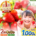 【ふるさと納税】【選べるグラム数】【栃木県共通返礼品】楽天限定! とちおとめ・とちあいか 食べ比べセット <2026年1月から2026年4月までの期間で収穫・順次発送予定>|選べる ご褒美 苺 果物 イチゴ 甘い スイーツ 先行予約 とちおとめ とちあいか 栃木県 矢板市