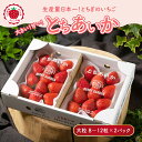 【ふるさと納税】いちご 甘さ際立つ新品種 『とちあいか』 大粒 8~12粒×2パック 58ロハスファーム【58ロハスクラブ】 |いちご イチゴ 苺 先行予約 栃木県 果物 くだもの フルーツ とちあいか 新鮮 贈答 ギフト 大粒 ※2026年1月中旬~5月中旬頃に順次発送予定