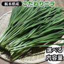 【ふるさと納税】\選べる内容量/栃木県産こだわりニラ100g×10束 20束 30束 50束 100束 | さくら市 にら 韮 野菜 国産