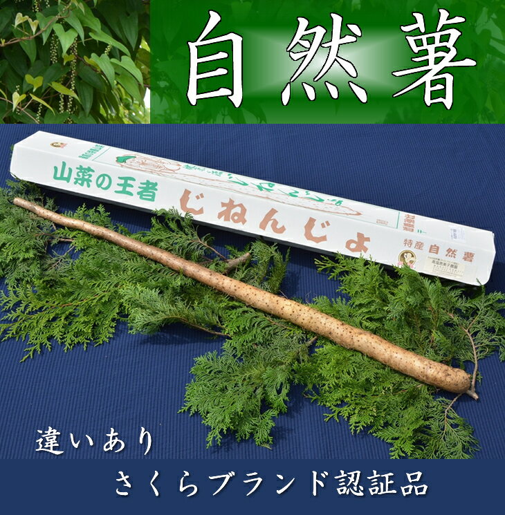 67位! 口コミ数「1件」評価「5」さくらブランド認証品　えみの自然薯　1本（700g以上）山芋 とろろ 国産 健康※2023年11月下旬頃より順次発送予定