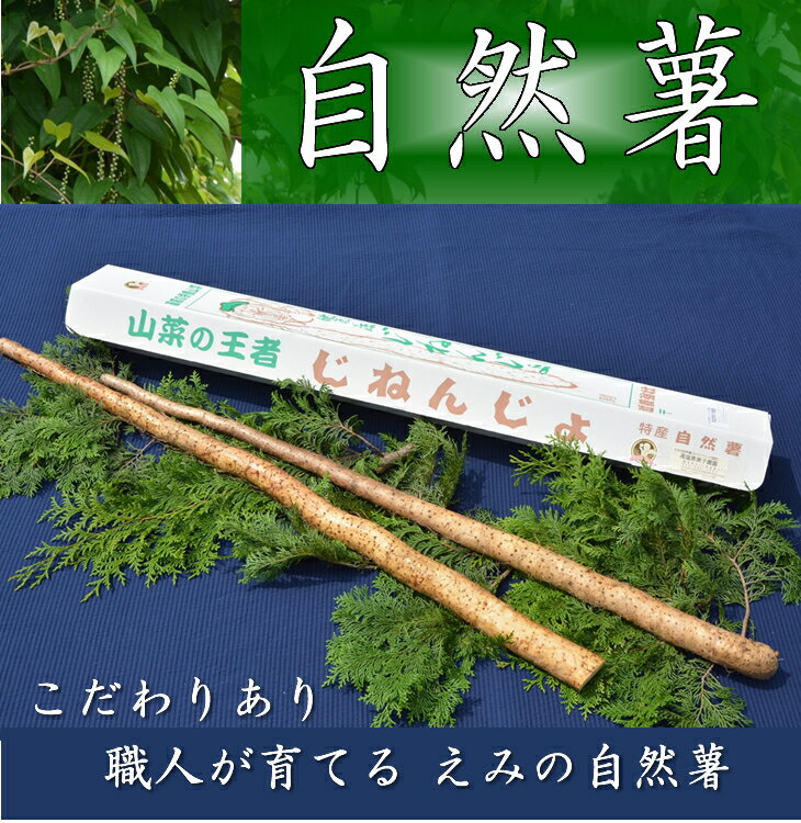 【ふるさと納税】さくらブランド認証品　えみの自然薯　2本（1.5kg以上）山芋 とろろ 国産 健康※2023年11月下旬頃より順次発送予定