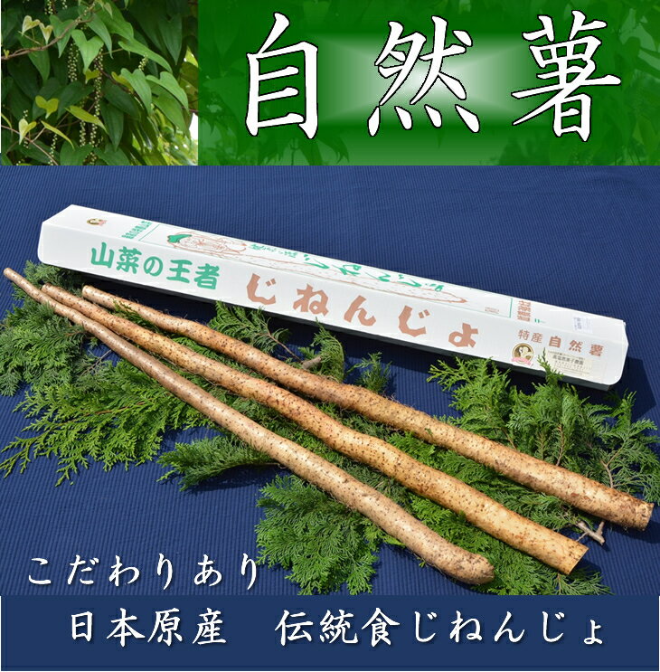 【ふるさと納税】さくらブランド認証品 えみの自然薯 2~3本(2.3kg以上)山芋 とろろ 国産 健康※2023年11月下旬頃より順次発送予定