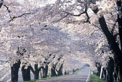 クラウドファンディング 新たな桜並木に名前を刻もう!〈新早乙女桜並木への銘板設置〉30,000円