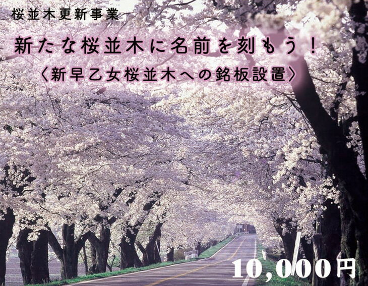 クラウドファンディング 新たな桜並木に名前を刻もう![新早乙女桜並木への銘板設置]10,000円