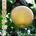 【ふるさと納税】朝穫り 大玉【かおり】5kg 5個~6個入り【9月15日受付終了】梨 なし フルーツ 果物 数量限定 ※2025年9月下旬~10月上旬頃に順次発送予定 ※離島・沖縄への配送不可