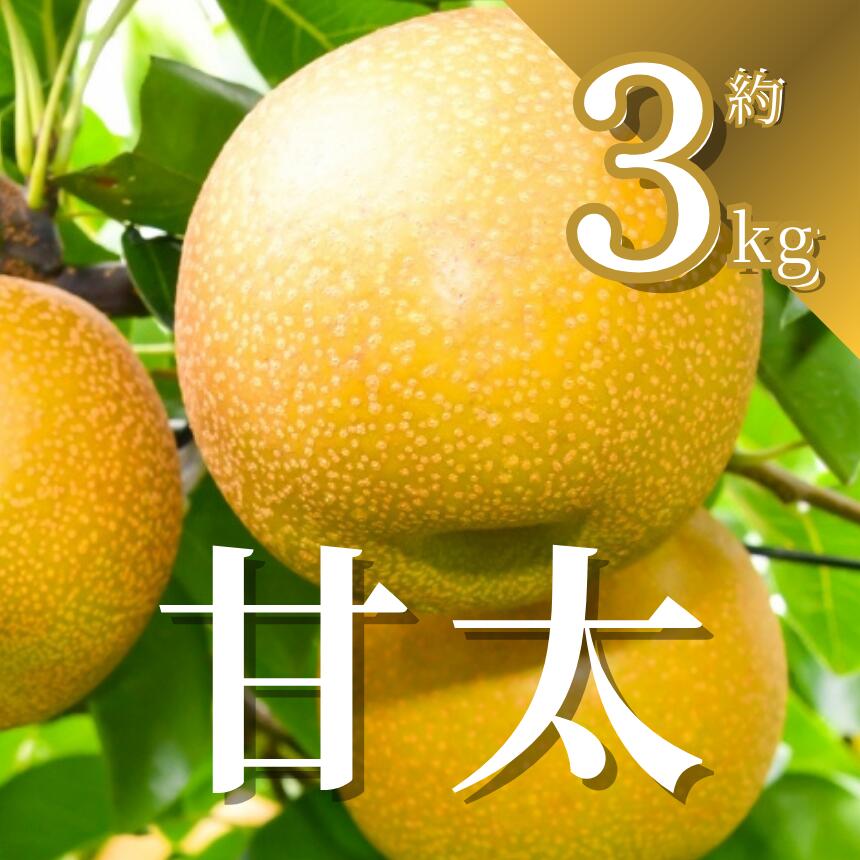 [先行予約]梨 甘太 3kg | かんた カンタ 梨 なし フルーツ 甘い みずみずしい 果実 果物 新鮮 お土産 贈り物 旬の果物 [2026年9月中旬より順次発送] 栃木県 下野市