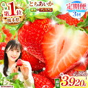 【ふるさと納税】 苺 最旬 プレミアム とちあいか 【先行予約】【定期便3回】| 定期便 いちご イチゴ フルーツ 果物 とちあいか おいしい いちご王国 特産...